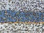 Romnia teme a contaminao dos animais pelas aves migratrias que cruzam o cu de Bucareste