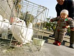 Famlia visita comrcio de pombos em Pequim. China j confirmou segunda morte humana causada pela doena