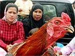 Em Banda Aceh, Indonsia, galinha  transportada junto a pessoas. Governo local j registrou centenas de mortes de animais devido  gripe aviria