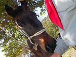 Primeiro contato de Jaisson Valim com Trovo, cavalo que o acompanha de Arroio do Tigre at Porto Alegre