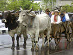 Caxias do Sul - a chuva tambm se fez presente no tradicional desfile da cidade 