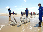 Os animais foram reabilitados no Centro de Recuperao de Animais Marinhos do Museu Oceanogrfico da Fundao Universidade Federal do Rio Grande (Furg)