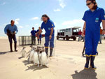 ... e devem rumar para o sul, em direo s guas da Argentina e do Chile  