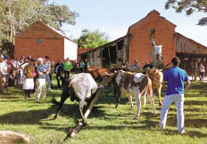 Corrida de bois de canga ser� investigada pelo MP ga�cho&nbsp;-&nbsp;Ronaldo Bernardi&nbsp;/&nbsp;Ag�ncia RBS