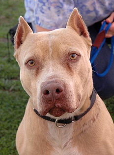 Santa Catarina pro�be cria��o de pitbulls&nbsp;-&nbsp;Reprodu��o