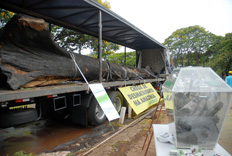 Tronco carbonizado serve de protesto contra as queimadas - Wilsom Dias / Agência Brasil