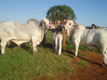 Mais fotos com os campeo da raa Brahman do criatrio MAK. Barretos/SP