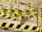 A patrulha ambiental no autorizou que o material fosse detonado prximo a um ninho de corujas em uma duna ao lado do calado