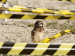 As aves chamaram mais ateno da comunidade sobretudo aps reportagens na imprensa