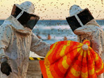 No final do vero, os animais que perturbaram os veranistas foram as abelhas. Em Capo da Canoa, muitos enxames atrapalharam quem estava na beira da praia