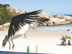 O revoar de gaivotas faz parte do cotidiano da bela Praia da Joaquina