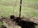 Foram plantadas 30 mudas em Porto Alegre
