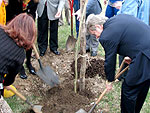 Autoridades plantando rvores