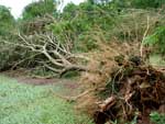 rvore foi arrancada pela fora da gua em Quilombo, no Oeste