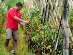 Chuva prejudica a lavoura de tomates da propriedade de Marcos Antnio Schmitz 