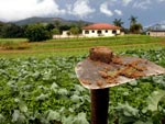 Lavoura de brcolis prejudicada pelo excesso de chuva