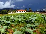 Lavoura de brcolis fica destruida com a chuva forte em Antnio Carlos