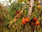 Estragos na lavoura de tomates de Marco Antnio Schmitz em Antnio Carlos