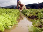 Plantao de alface fica inundada com a chuva em Antnio Carlos