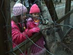 As meninas viram as renas no zoolgico de Ranua