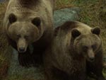 Zoolgico de Ranua