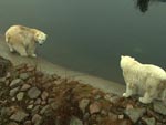 Ursos polares no zoolgico