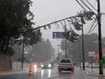 Com a chuva, rvore de dentro do Cemitrio Municipal pendeu na rua Ottokar Doerffel