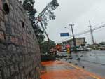 Com a chuva, rvore de dentro do Cemitrio Municipal pendeu para a rua Ottokar Doerffel