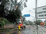 Com a chuva, rvore de dentro do Cemitrio Municipal pendeu para a rua Ottokar Doerffel