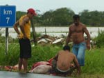 Homens descarnam boi s margens da BR-470 em Navegantes. Muitos animais morreram afogados na enchente