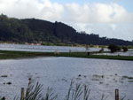 Margem da BR-101, sentido sul-norte, do gado isolado no meio do pasto