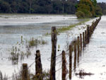 Enchentes causaram grandes prejuzos  agricultura de Guaramirim