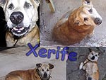 Xerife tem 12 anos de idade. J est velinho, mas  lindo (Jssica Cerezer – Rio Grande, RS)