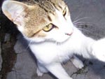 Fasca  o gato mais sapeca e fofo (Jssica Cerezer – Rio Grande, RS)