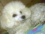 Minha cachorrinha Belinha, o xod da famlia (Lira Maria Walker – Bom Jesus do Oeste, SC)