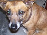 Chiquinha  o nome da cachorrinha da foto. Linda, n? (Jssica Cerezer – Rio Grande, RS)