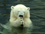 Urso polar