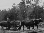 Cortejo Negro