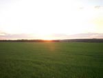 O pr do sol na fazenda do meu av na plantao de aveia
