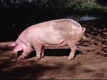 Cena de Ilha das Flores, filme de Jorge Furtado