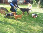 Temos 10 cachorros e so todos especias