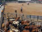 Integrantes do Piquete se alimentavam com comida tradicionalista: carreteiro, churrasco e, de sobremesa, sagu