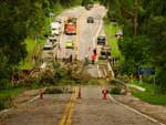 rvores impedem trnsito em trecho da BR-392