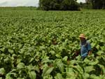 13.920 fumicultores gachos foram castigados pelo clima na safra 2008/2009