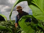 O Brasil est em segundo lugar no ranking de produtores de tabaco