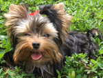 Esta  a Duda nossa linda cachorrinha. Eu e minha noiva no vivemos sem ela, alm de ser muito carinhosa e brincalhona, adora dormir entre a gente e andar de carro (Felippe de Andrade – Florianpolis)