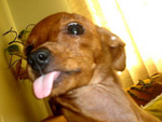 Esta  a minha cadela Nina, o xodzinho de casa. At ela pegou a mania de fazer lngua para a foto (Dayane – Florianpolis)