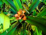 Ensaio fotogrfico — Rota das Cachoeiras em Corup