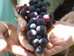A vitivinicultura  a terceira economia de Bento Gonalves, atrs da indstria moveleira e metalrgica