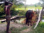 A vida no campo na vila Klowimari Khalashi, em Khulna, Bangladesh